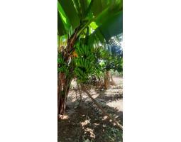 Jual Bibit Pisang Emas, Bibit Berukuran 20-40 cm - Bogor