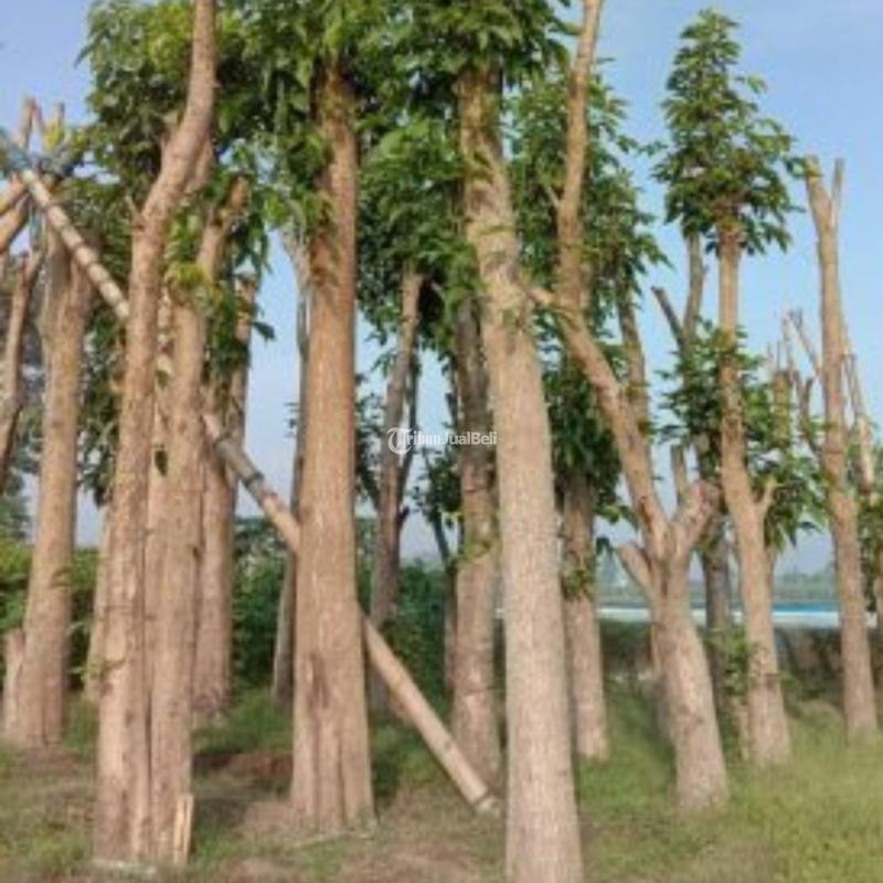 Bibit dan Tanaman Hias Tabebuya Berbagai Ukuran dan Warna - Pemalang