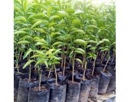 Hortikultura Buah Bibit Jeruk Santang Madu - Tanggamus 