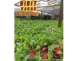 Jual Bibit Kakao Bersertifikat, Bibit Kakao Yang Bagus, Bibit Berukuran 60-80cm - Jambi