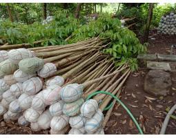 Penjual Tanaman Hias Tabebuya Kecil Hingga Besar - Mahakam Ulu