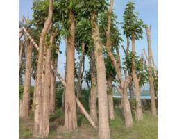 Tanaman Bibit dan Pohon Tabebuya Lingkar 10 20 30 40 cm - Samarinda