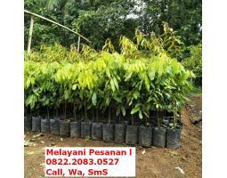 Dijual Bibit Kelengkeng New Cristal, Bibit Berukuran 60-80cm - Jambi