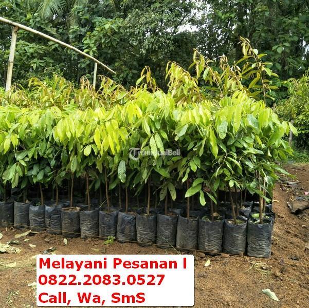 Dijual Bibit Kelengkeng New Cristal, Bibit Berukuran 60-80cm - Jambi