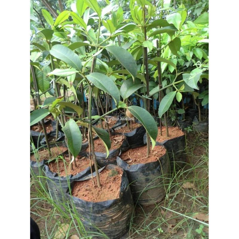 TSEL Sentral Bibit Manggis Okulasi - Tanjung Jabung Barat