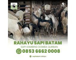 Rahayu Sapi Batam Harga Terbaru Hewan Qurban Sapi Kambing - Batam