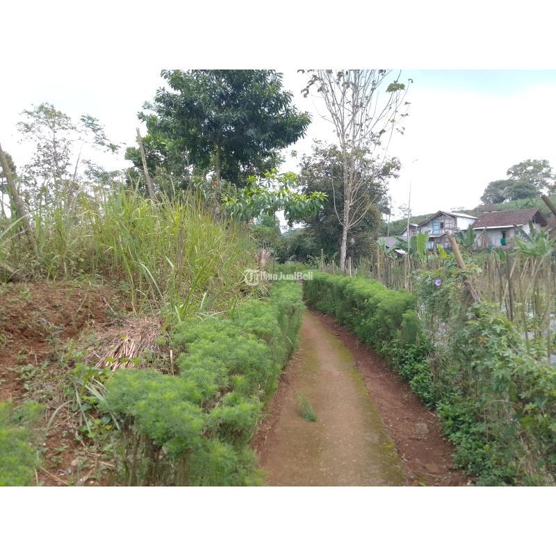 Jual Tanah Kebun Luas 2866m SHM Produktif dan Strategis - Tasikmalaya