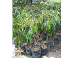 Tsel Hortikultura Buah Bibit Durian Musang King - Cilegon