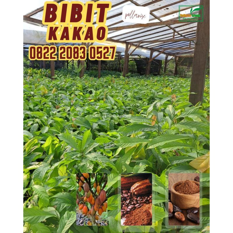 TSEL Bibit Kecambah Kakao - Sungai Penuh