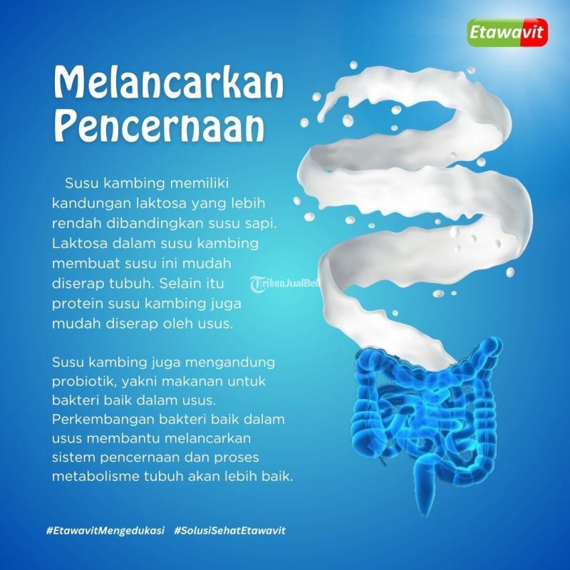 ETAWAVIT Susu Kambing Salah Satu Manfaatnya Adalah Melancarkan Pencernaan