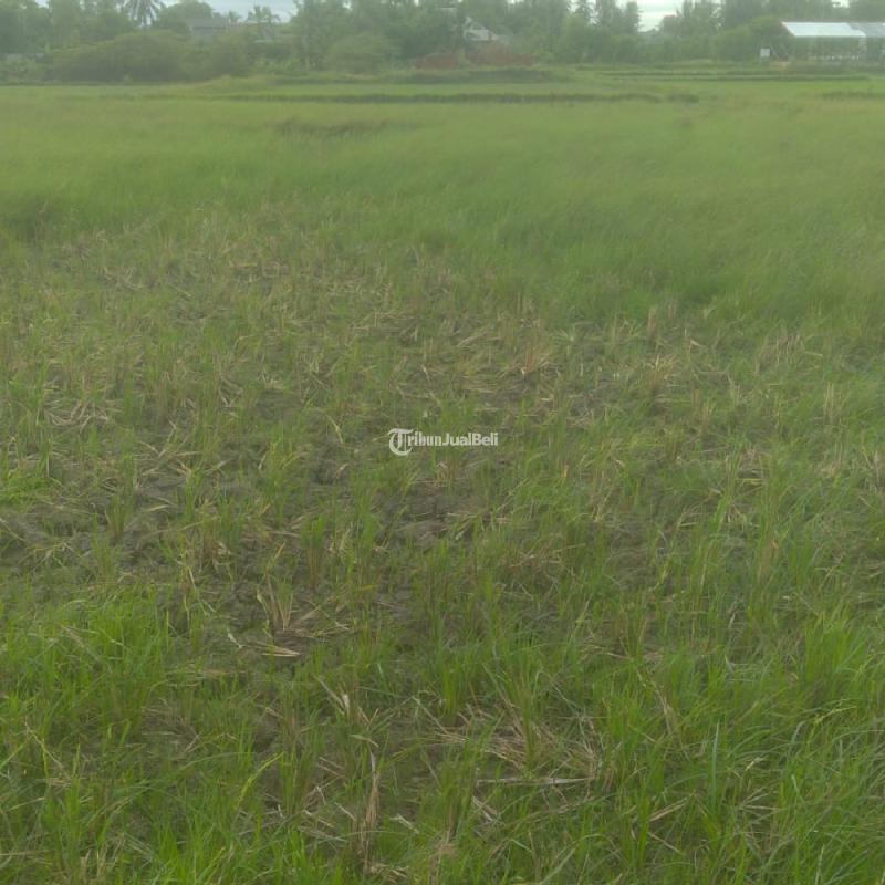 Tanah Sawah 400 M di Darussalam Siap Bangun Aceh Besar