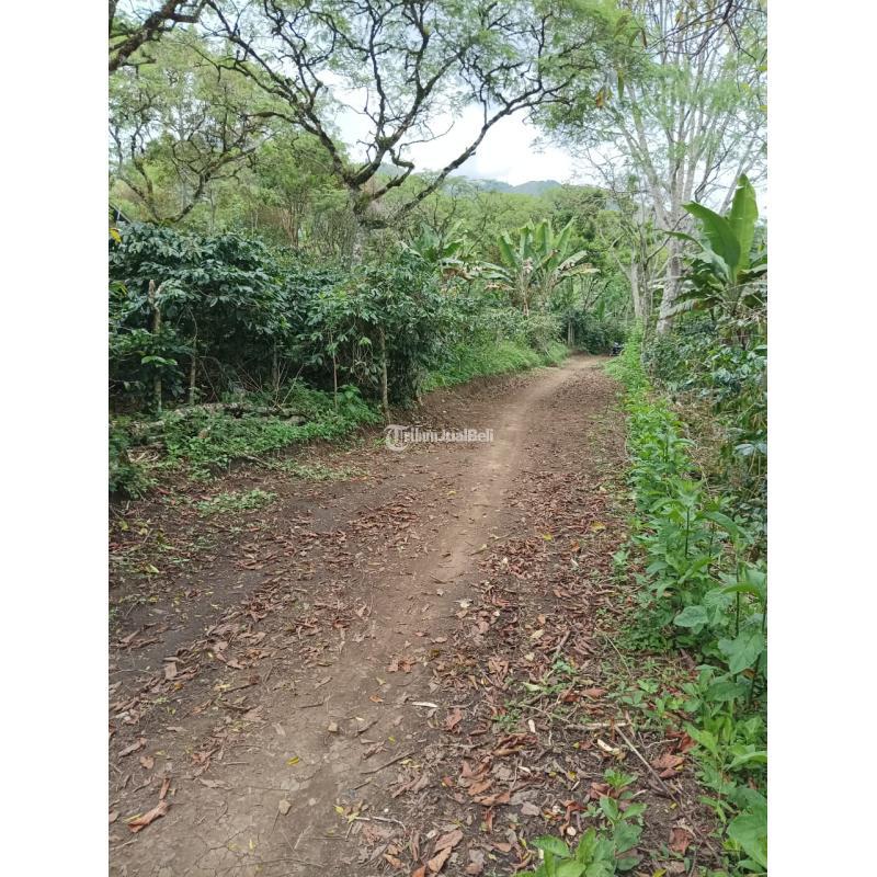 Rumah dan Perkebunan Kopi Legalitas SHM Aceh Tengah