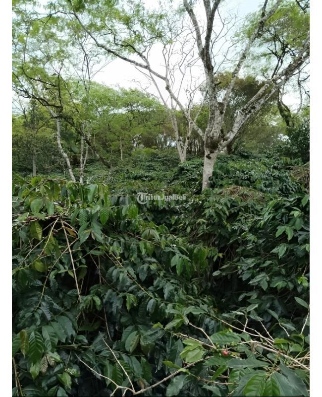 Rumah dan Perkebunan Kopi Legalitas SHM Aceh Tengah