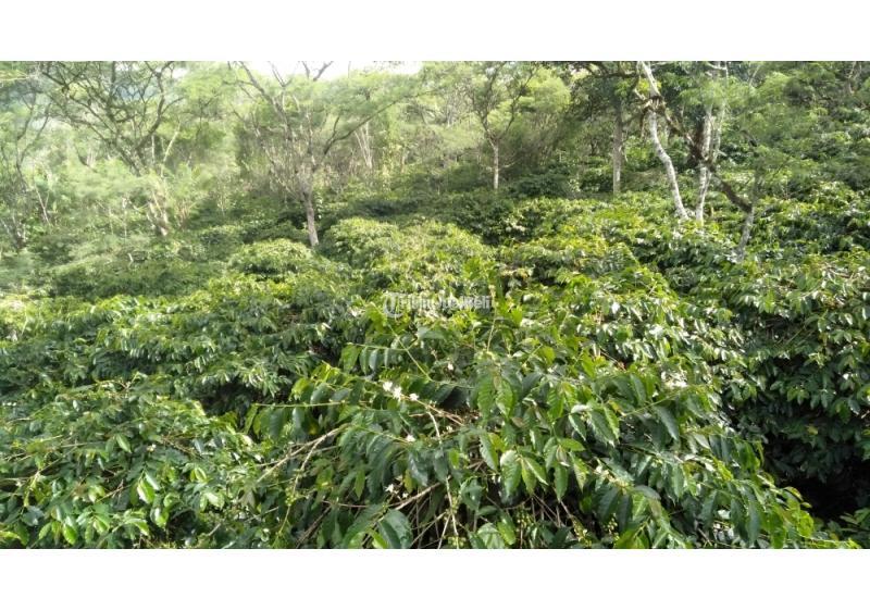 Rumah dan Perkebunan Kopi Legalitas SHM Aceh Tengah