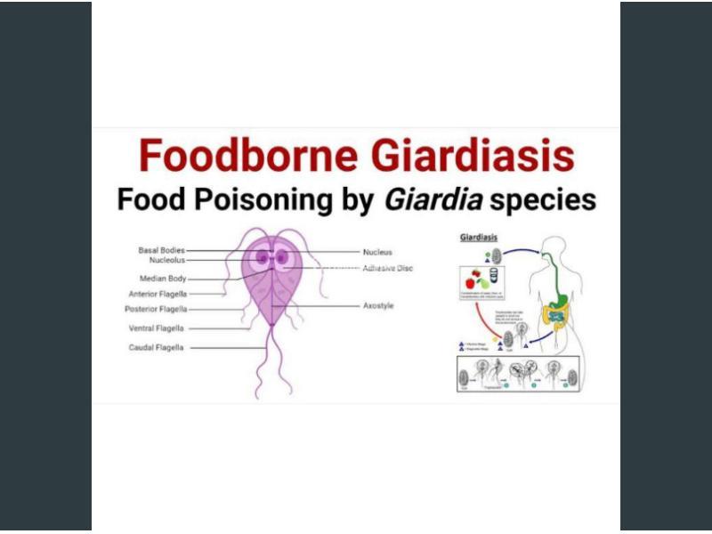 ecositin obat penghilang parasit herbal asli original bpom.