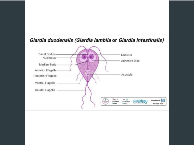 ecositin obat penghilang parasit herbal asli original bpom.