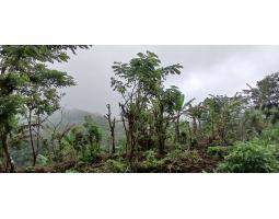 Tanah 7670 m2 area Munduk Buleleng Bali