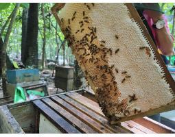 COD, Supplier Madu Asli Terdekat Bali 0812-5936-3086 Madu Asli Terbaik dari Nusantara