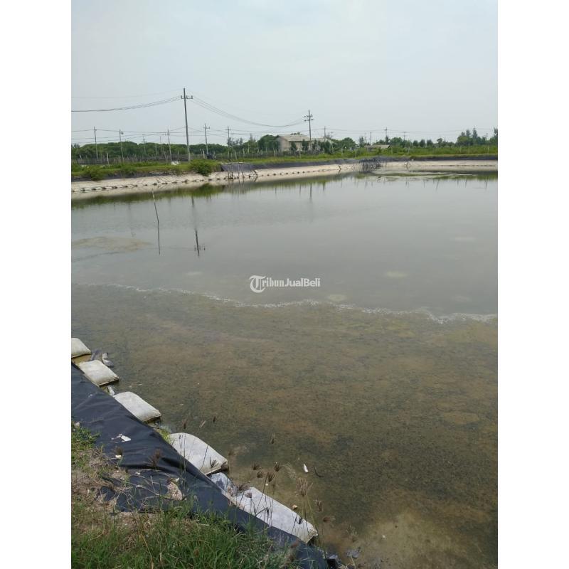 Tambak luas 2 Hektare Area Jenu Tuban Jawa Timur