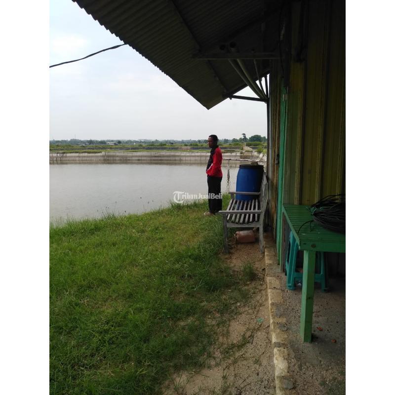 Tambak luas 2 Hektare Area Jenu Tuban Jawa Timur