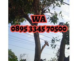 jasa tebang pohon jogja terdekat