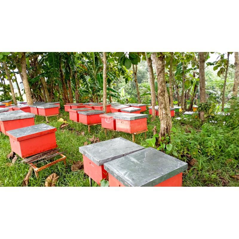 COD, Grosir Madu Asli Murni Terbaik 0812-5936-3086 Madu Asli Terdekat Medan Polonia