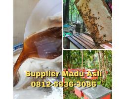 Supplier Madu Asli Indonesia Terbaik Harga Murah Bisa COD - Medan Sumatera Utara