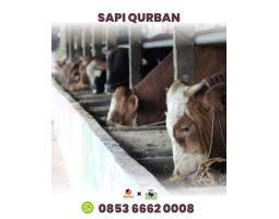 Hub. 0853 6662 0008, Harga Sapi Qurban Ready Stock Batam 2024 Sapi Rahayu