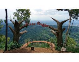Wisata bali java  indo jogja hutan pinus