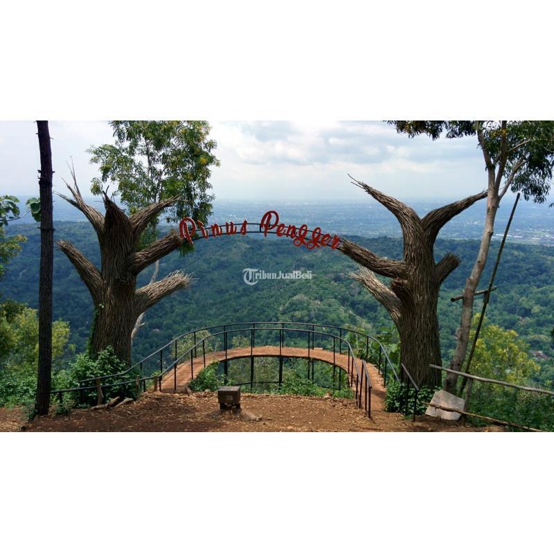 Wisata bali java  indo jogja hutan pinus