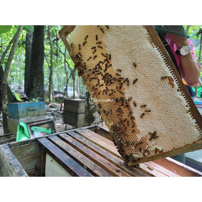 Grosir Madu Asli Harga Terjangkau - Solo Jawa Tengah