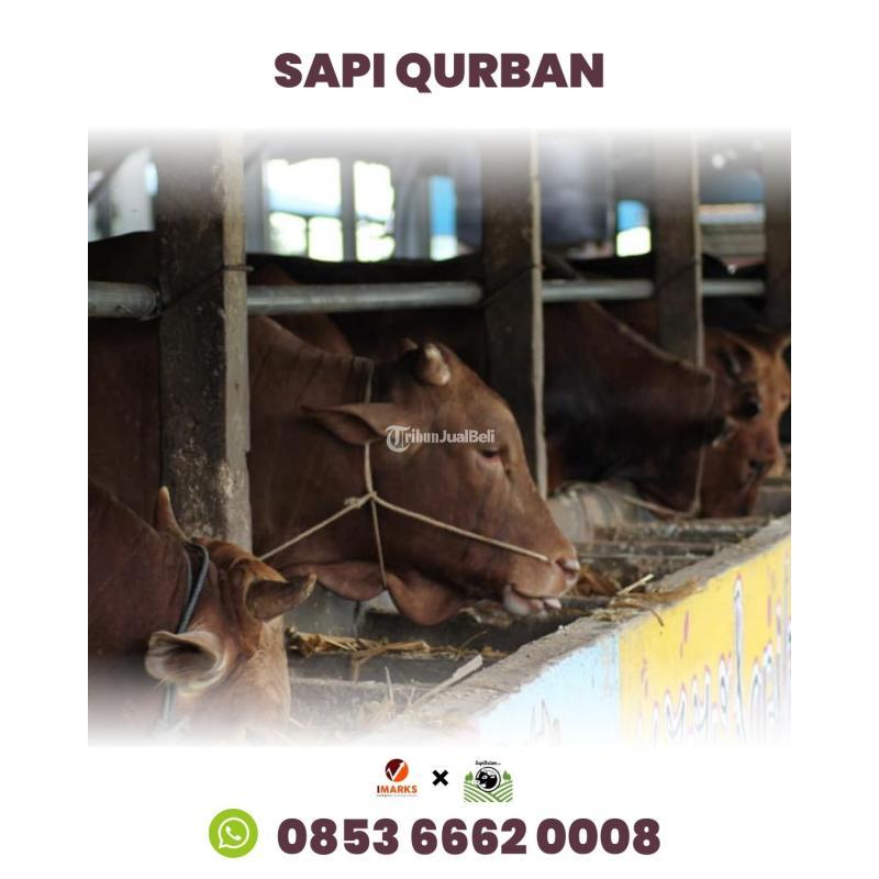 Harga Sapi Limousin Kurban Batam 2024 Sapi Rahayu - Batam Kepulauan Riau