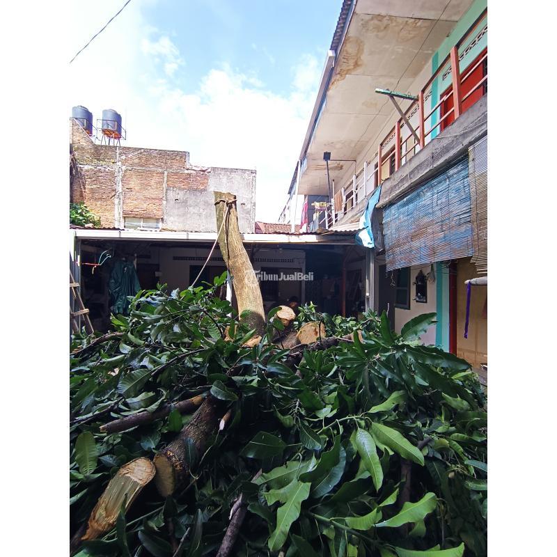 Jasa Tebang Pohon Panggilan - Sleman Jogja
