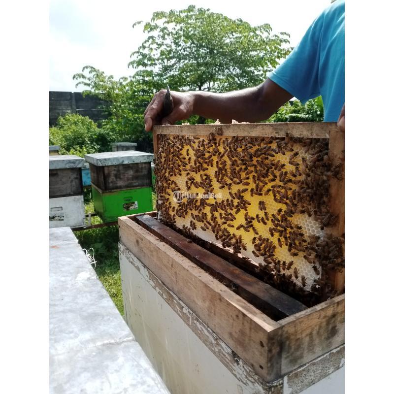 Supplier Madu Asli Terdekat - Bandung Jawa Barat