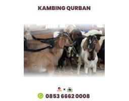 Harga Kurban Termurah Kambing dan Sapi - Batam Kepulauan Riau
