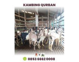 Hub. 0853 6662 0008, Harga Qurban Kambing 2024 di Batam SapiBatam.Rahayu