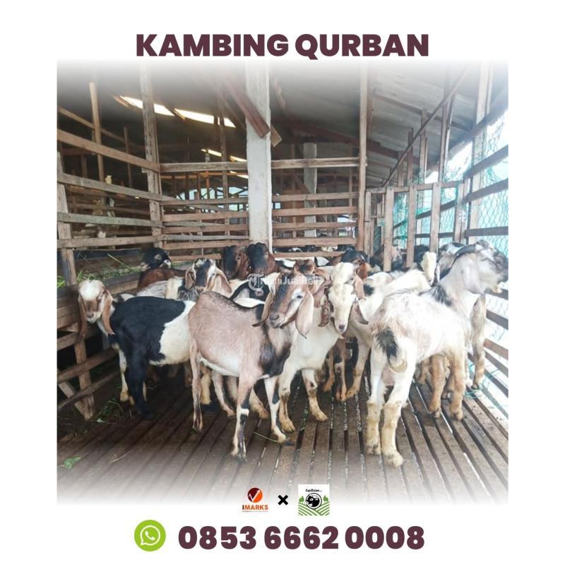 Hub. 0853 6662 0008, Harga Qurban Kambing 2024 di Batam SapiBatam.Rahayu
