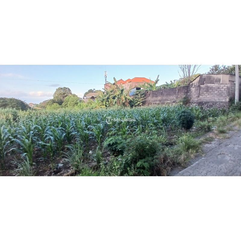 Tanah 3390 m2 jl Padang Galak Sanur Denpasar Bali