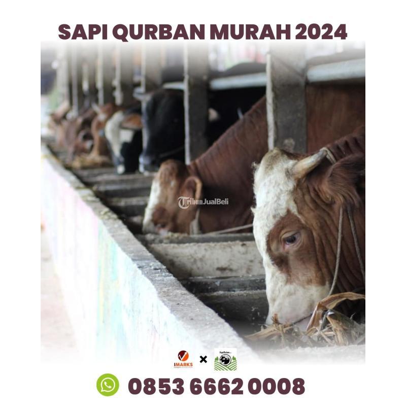 Hub. 0853 6662 0008, Hewan Qurban Termurah di Batam Sapi Batam Rahayu