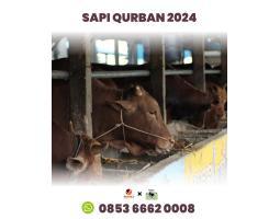 Hub. 0853 6662 0008, Hewan Qurban 2025 di Batam Sapi Batam Rahayu