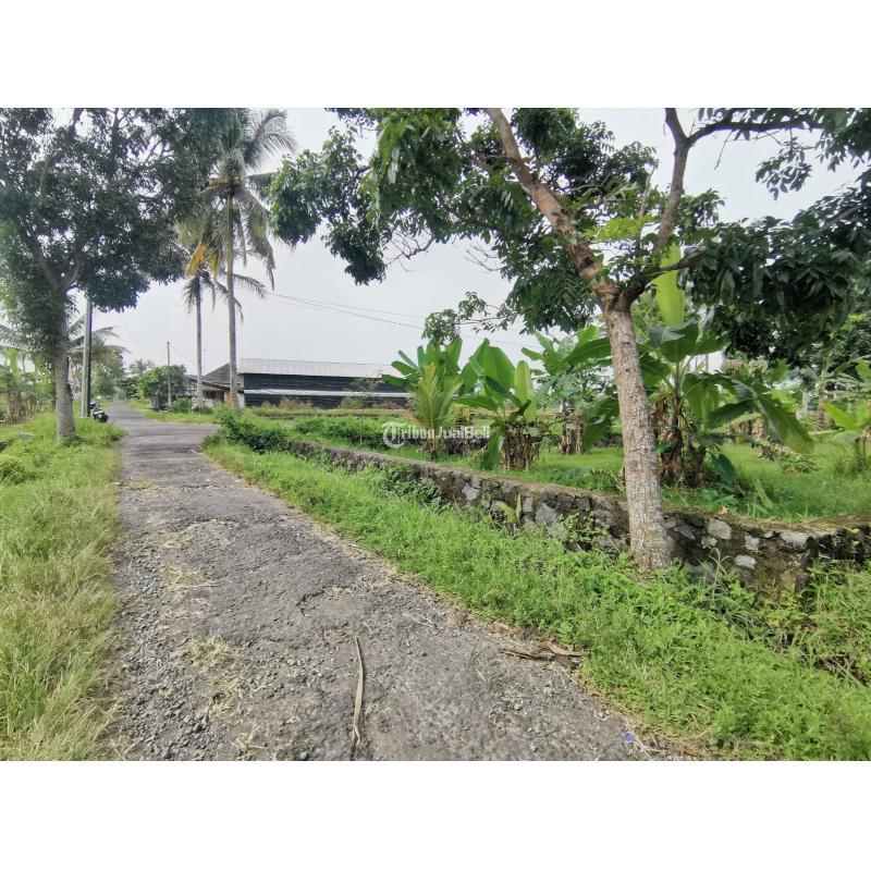 Jual Tanah Kavling Luas 142 m2 Strategis Dekat Jalan Pandowo - Sleman Jogja