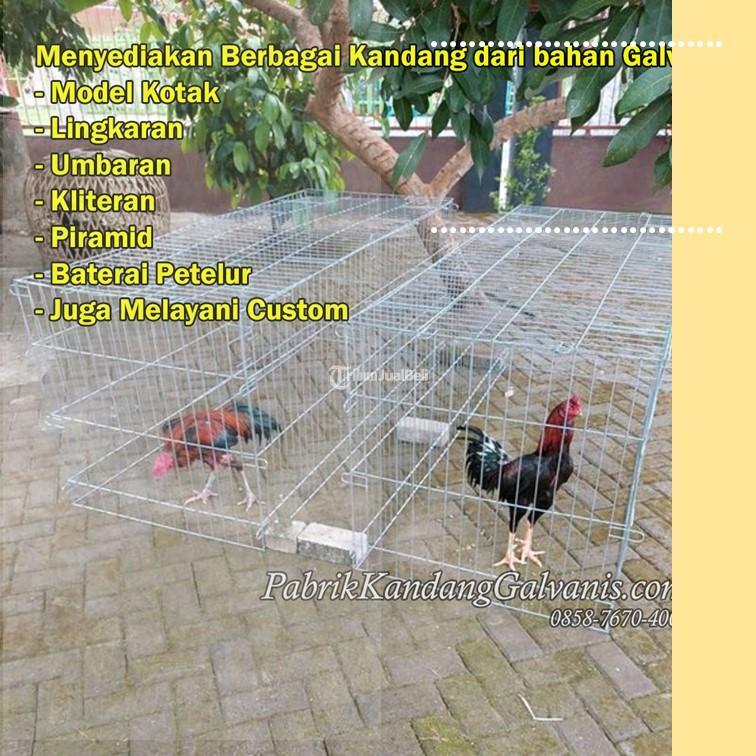 Baterai Kandang Ayam Petelur Tahan Rayap - Kediri Kota Jawa Timur