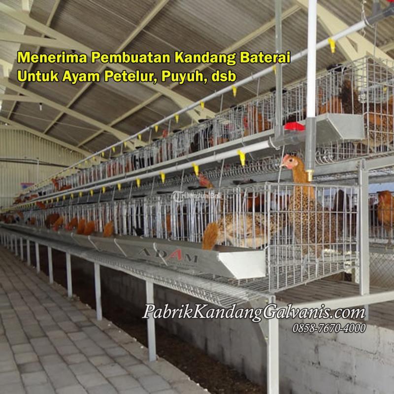 Baterai Kandang Ayam Petelur Tahan Rayap - Kediri Kota Jawa Timur