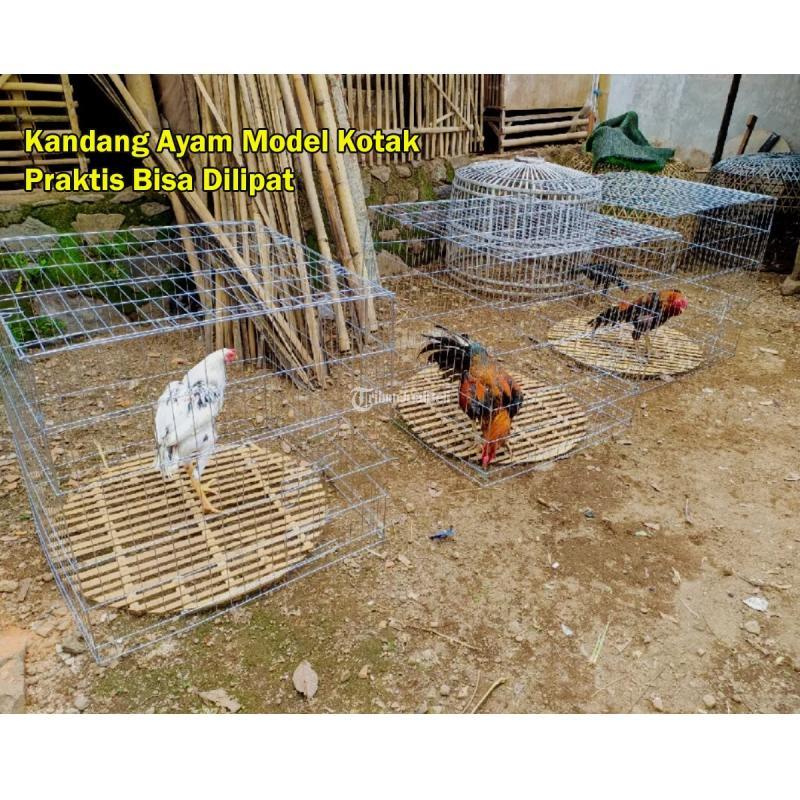 Baterai Kandang Ayam Petelur Tahan Rayap - Kediri Kota Jawa Timur