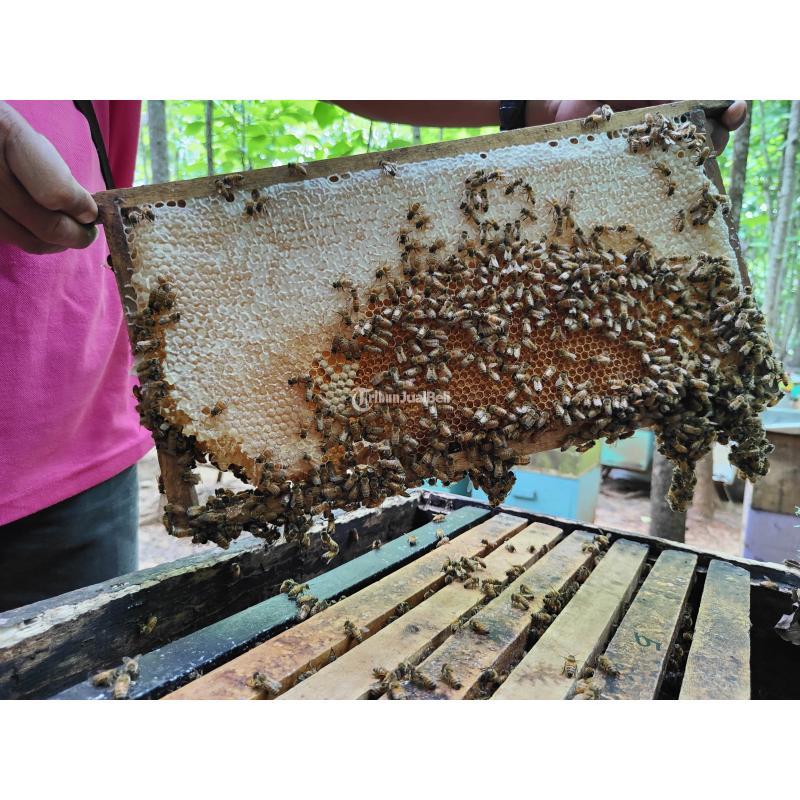Grosir Madu Asli Terdekat Langsung Petani - Jakarta Timur