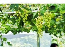 Bibit Tanaman Anggur Buah Mani Besar MS02 - Salatiga Jawa Tengah 
