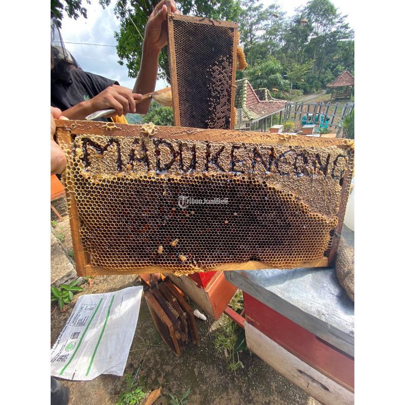 Grosir Madu Asli Terdekat Langsung Petani Bisa COD - Garut Jawa Barat