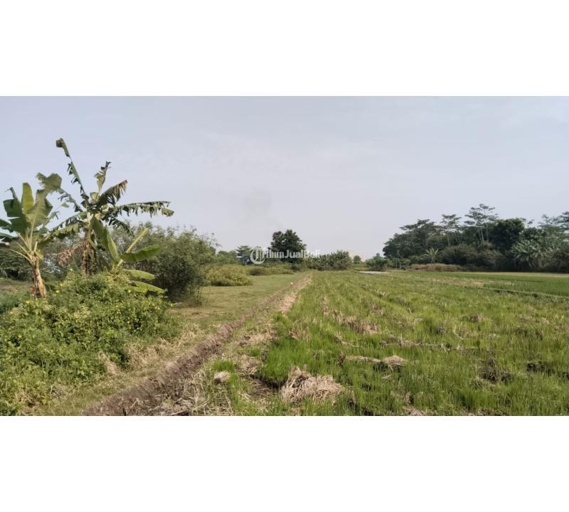 Jual Tanah Kavling Luas 5.000 m2 Lingkungan Asri Lokasi Godean - Sleman Jogja