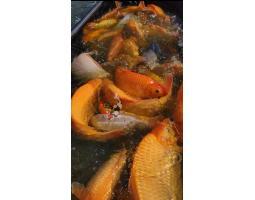 Ikan Koi Varian Beragam - Blitar Jawa Timur