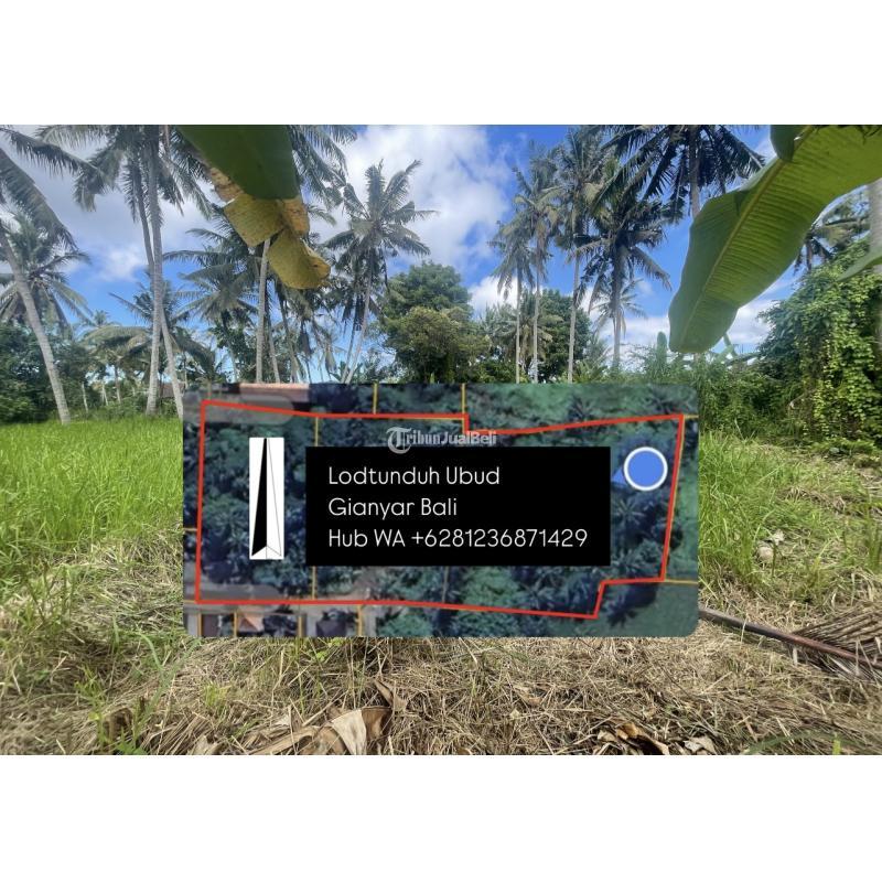  Dijual Tanah Ubud LT550 m2 Legalitas SHM - Gianyar Bali